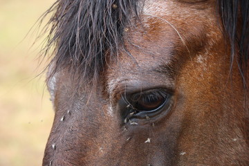 oeil de cheval 