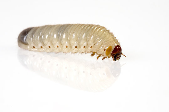 K&auml;ferlarve Freisteller als Studioaufnahme