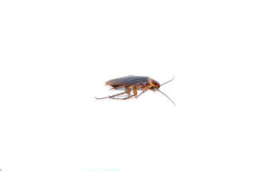 Cockroach on the white background.