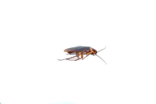 Cockroach on the white background.