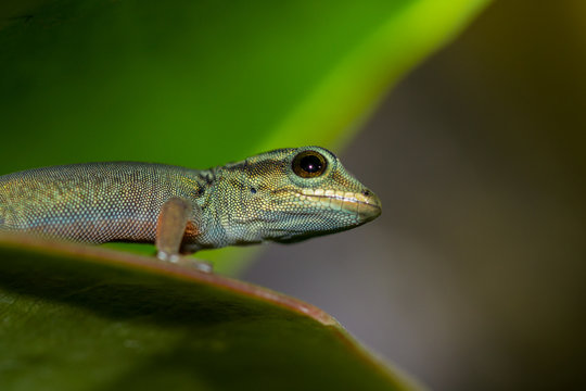 Himmelblauer Zwerggecko - Lygodactylus Williamsi