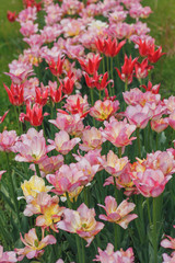 flowers tulips on a flowerbed in the Park