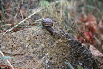 escargot