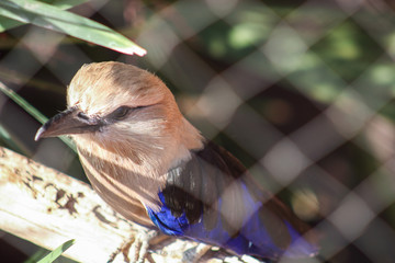 Resting Sparrow