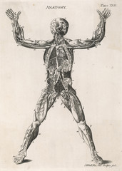 Anatomical drawing of the human body. Date: 1768 - obrazy, fototapety, plakaty