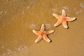 Starfishes on sand