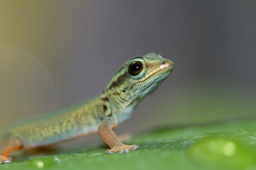 Himmelblauer Zwerggecko - Lygodactylus Williamsi