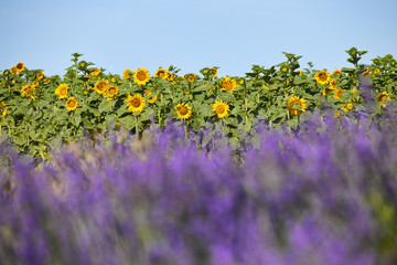 Sunflower and lavender flowers blurred