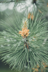 Naklejka na ściany i meble Needles on pine branch close-up