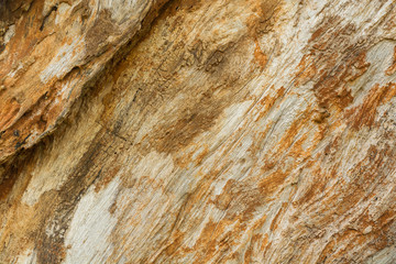 Obraz na płótnie Canvas Close up Texture Background of Tree Trunk
