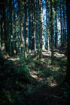 SequoiaPark_0232