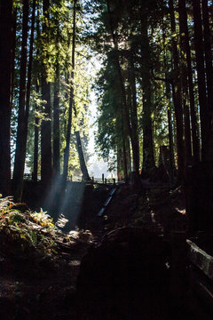 SequoiaPark_0233