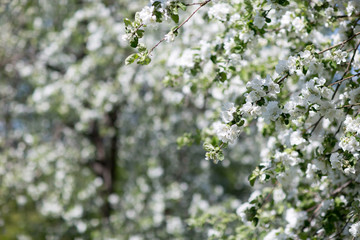 Flowering Apple trees