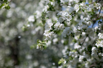 Flowering Apple trees