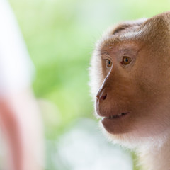 Fototapeta premium Portrait of the alpha male marmosets