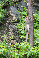 Monkey on a vertical tree trunk looks at you