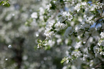 Flowering Apple trees