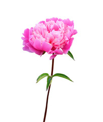Pink peony with a stem and leaves on a white background, isolated with clipping path.