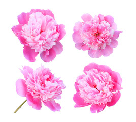 Set of pink peonies isolated on white background, isolated with clipping path.