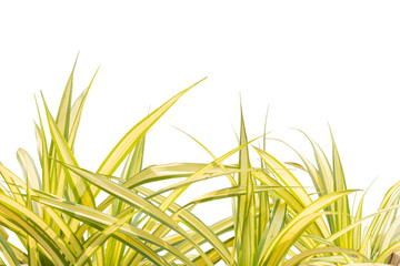 Naklejka premium Leaf isolated include clipping path.