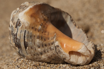 Brime shell macro photo