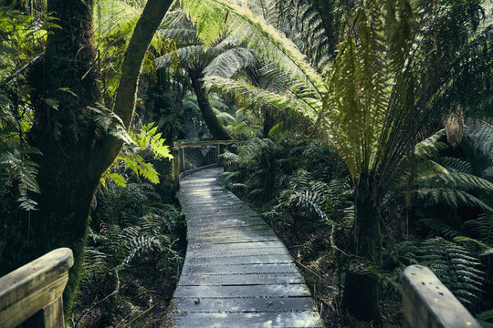 Pfad durch Regenwald