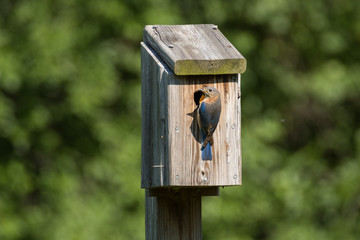 Bluebird chick with parent and mouth wide open. 