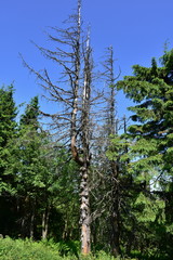 Fototapeta premium landscape of Beskydy mountains on hill Radhost,Czech republic