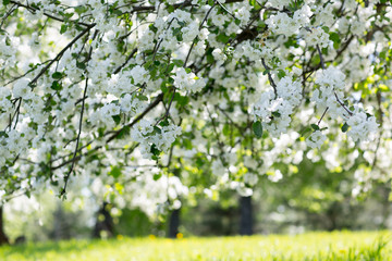 Fototapeta premium Flowering Apple trees