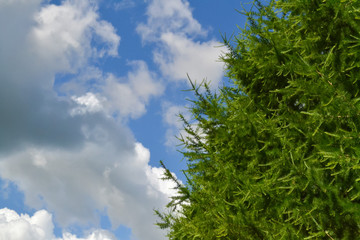 Fir in the forest against a cloudy sky background