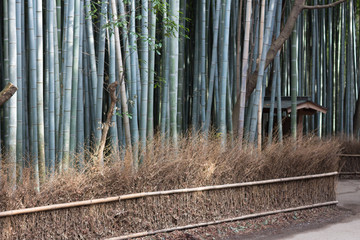 Fototapeta na wymiar Bambus, Wald, Bambuswald in Kyoto, Japan, Asien