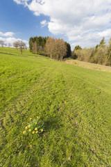 Daffodils And Meadow In The Eifel, Germany