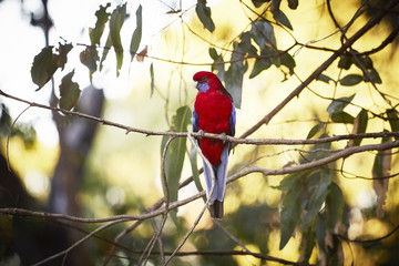 roter Papagei