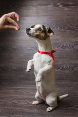 Cute dog standing on two legs begging food. Jack Russell Terrier in front of dark wooden background.