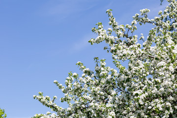 Flowering Apple trees