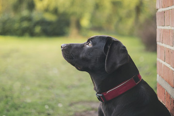 Shot of a Chocolate Labrador Puppy Outdoors