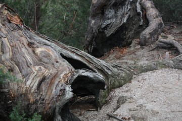 Eukalyptus am Weg