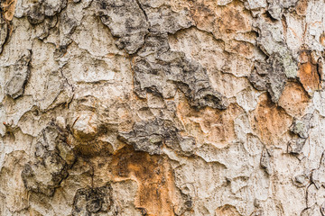 Old Bark Tree texture background, Brown Tree trunk