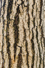 Obraz premium Old Bark Tree texture background, Brown Tree trunk