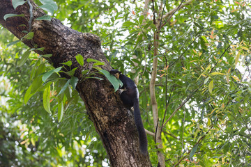 Fototapeta premium Giant bicolor Malay black squirrel or Ratufa sitting on a tree in a rainforest