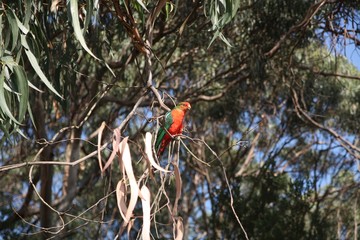 Papagei im Eukalyptus II