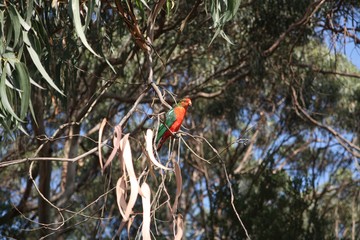 Papagei im Eukalyptus 