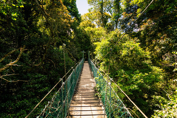 Obraz na płótnie Canvas Suspended rainforest walk in the Gold Coast Hinterland