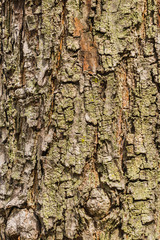 Old Bark Tree texture background, Brown Tree trunk