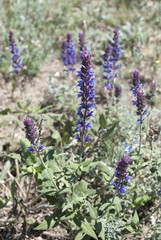 Salvia