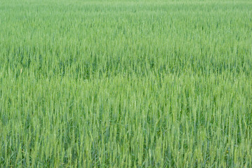 Field of green young wheat