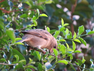 The bird