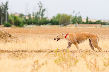 English  greyhound