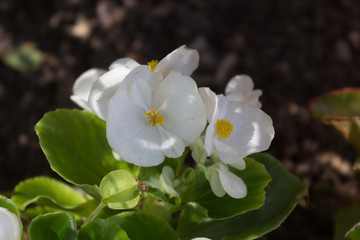 White Flower