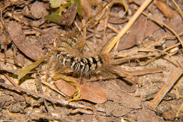 macro of the hairy caterpillar ,worm on the grass , it can make you  urticaria , beautiful worm ,  hairy caterpillar